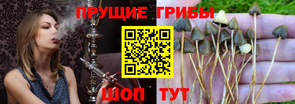 Псилоцибиновые грибы мицелий  Псилоцибиновые грибы мицелий  Вход с VPN  Семилуки 